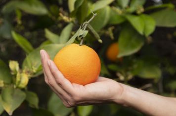 Vereadora apresenta projeto de lei para criação da Festa da Laranja de Lucianópolis